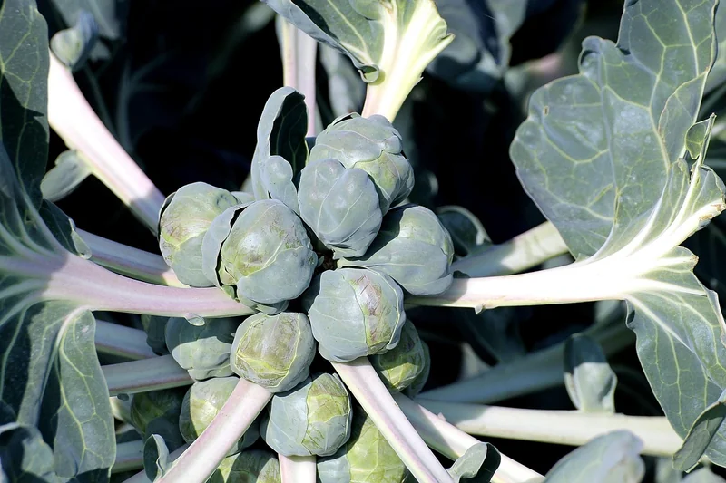 Erreur n°3 : Introduire trop de légumes à la fois