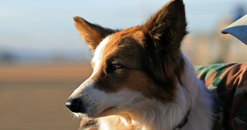 Le chien d'assistance au quotidien : un allié précieux pour votre autonomie