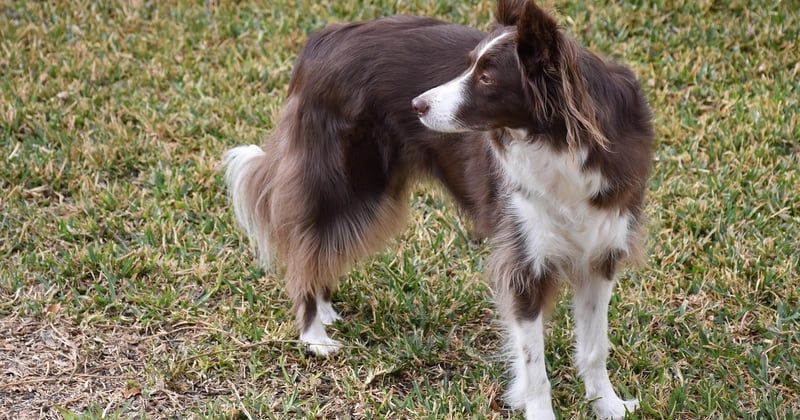 Le chien d'assistance au quotidien : un allié précieux pour votre autonomie